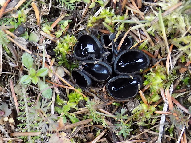 misôčka černastá Pseudoplectania nigrella (Pers.) Fuckel