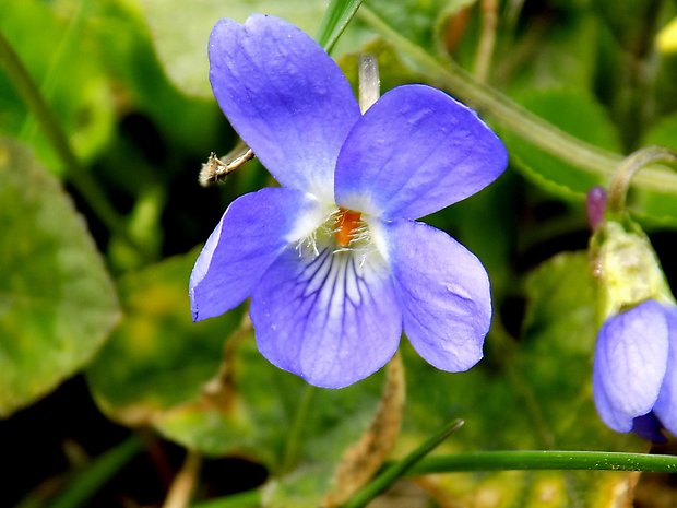 fialka Viola sp.