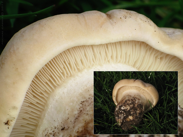 čírovnica májová Calocybe gambosa (Fr.) Donk