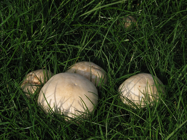 čírovnica májová Calocybe gambosa (Fr.) Donk