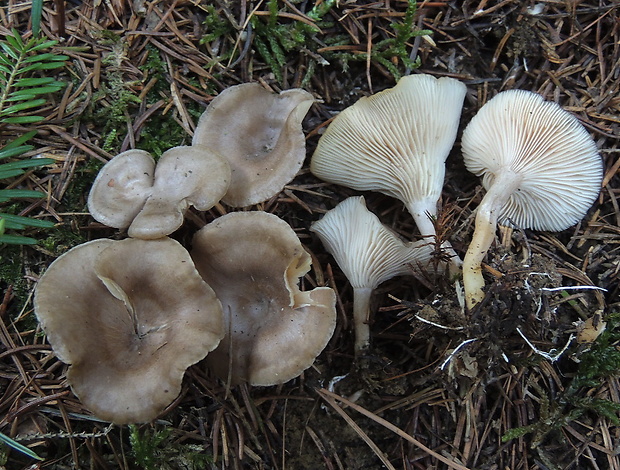 strmuľka Clitocybe radicellata Gillet