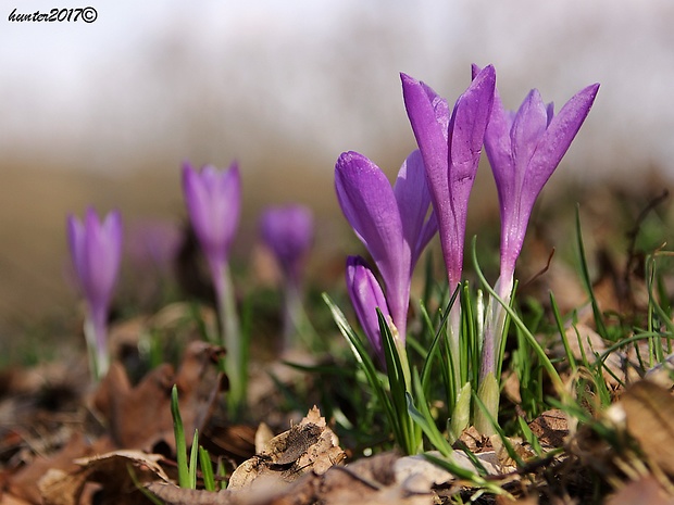 šafran spišský Crocus discolor G. Reuss