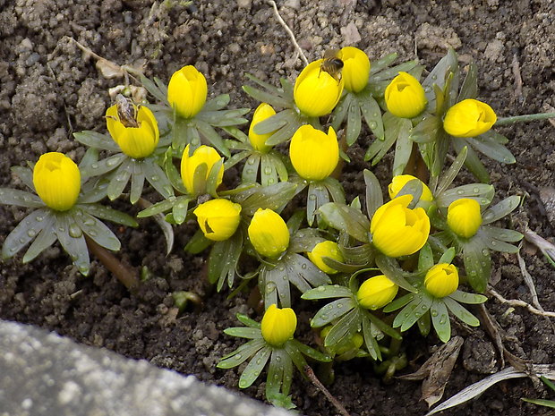 tavolín zimný Eranthis hyemalis (L.) Salisb.