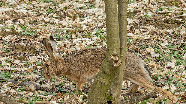 zajac poľný 3 Lepus europaeus