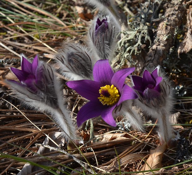 poniklec slovenský Pulsatilla slavica Reuss