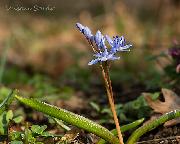 scila dvojlistá Scilla bifolia agg. L.