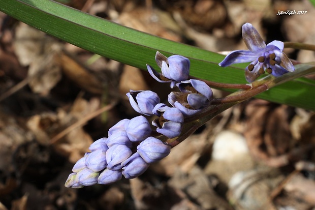 scila viedenská Scilla vindobonensis Speta