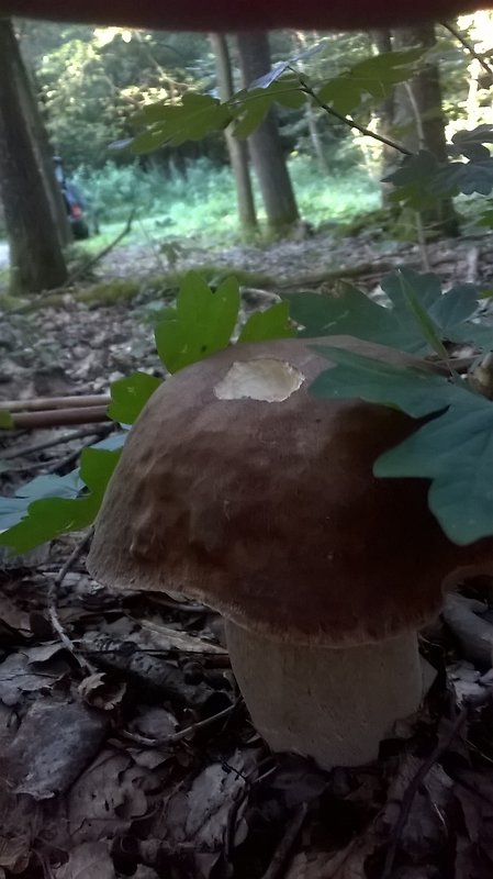 hríb Boletus sp.