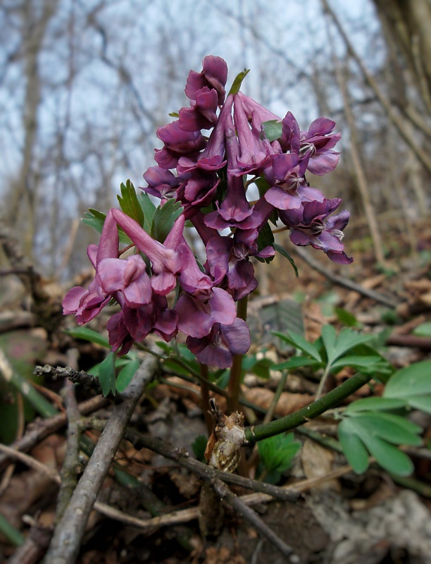 chochlačka plná Corydalis solida (L.) Clairv.