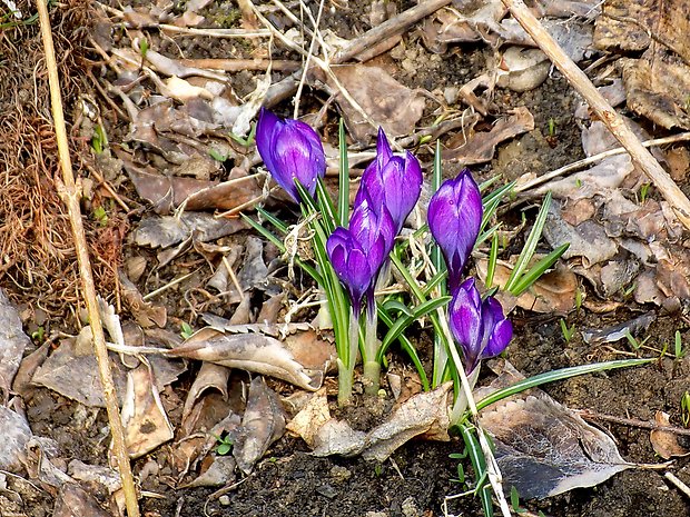 šafran Crocus sp.