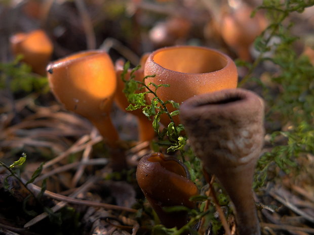 hľuznatka veternicová Dumontinia tuberosa (Bull.) L.M. Kohn