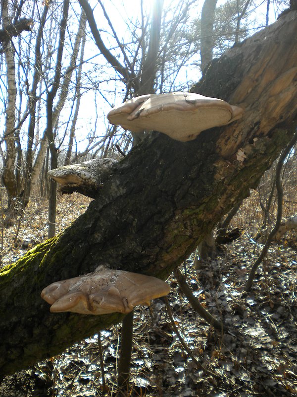 brezovník obyčajný Fomitopsis betulina (Bull.) B.K. Cui, M.L. Han & Y.C. Dai