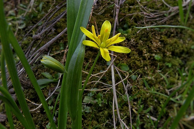 krivec žltý Gagea lutea (L.) Ker Gawl.