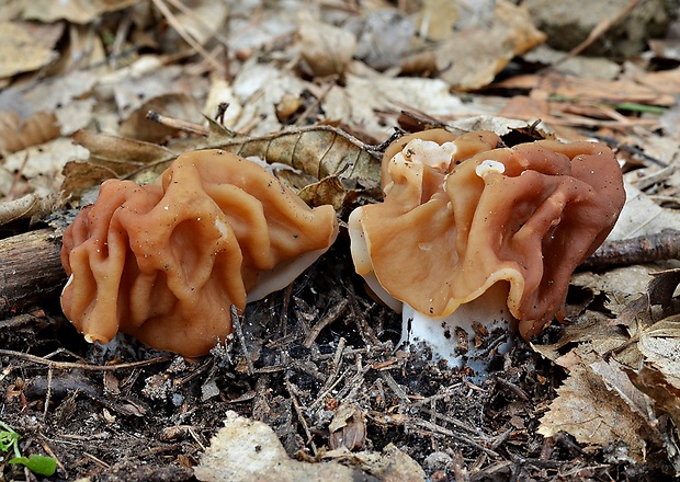 ušiak obrovský Gyromitra gigas (Krombh.) Cooke