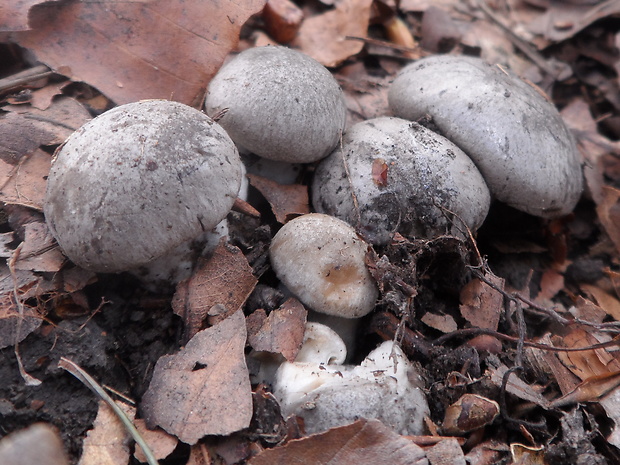 šťavnačka marcová Hygrophorus marzuolus (Fr.) Bres.