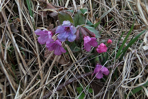 pľúcnik lekársky Pulmonaria officinalis L.