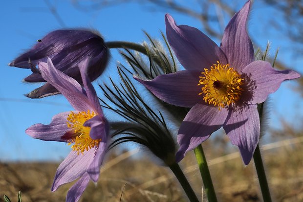 poniklec veľkokvetý Pulsatilla grandis Wender.