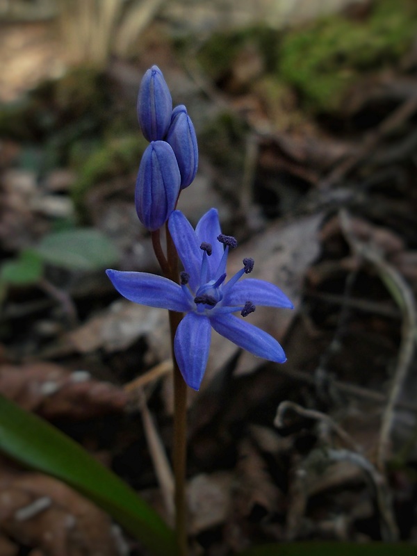 scila karpatská Scilla kladnii Schur