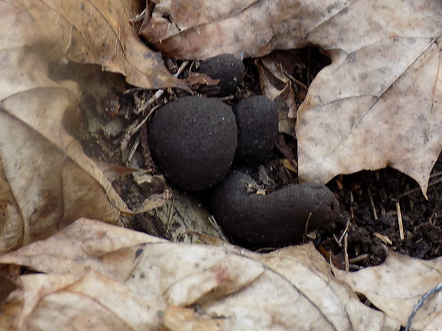 drevnatec Xylaria sp.