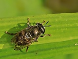 pestrica mravčia