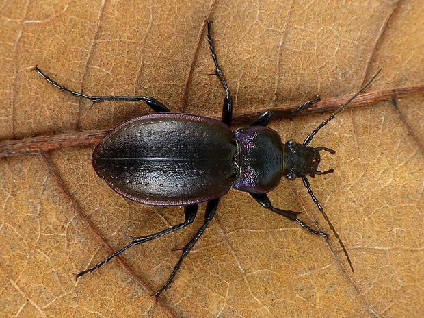 bystruška hájna (sk) / střevlík hajní (cz) Carabus nemoralis O. F. Müller,1764