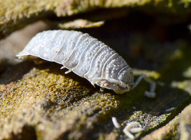 žižiavka Porcellio sp.