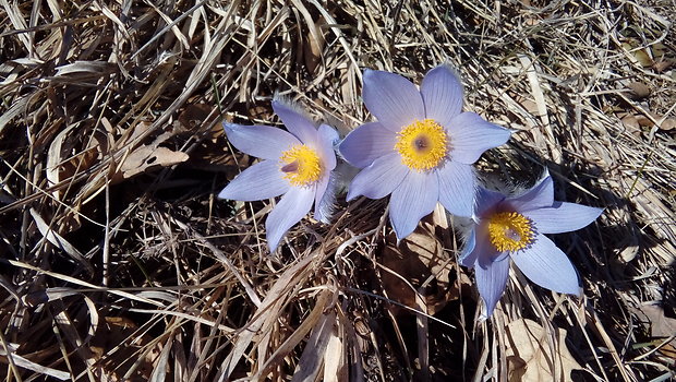 poniklec veľkokvetý Pulsatilla grandis Wender.