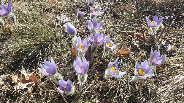 poniklec veľkokvetý Pulsatilla grandis Wender.