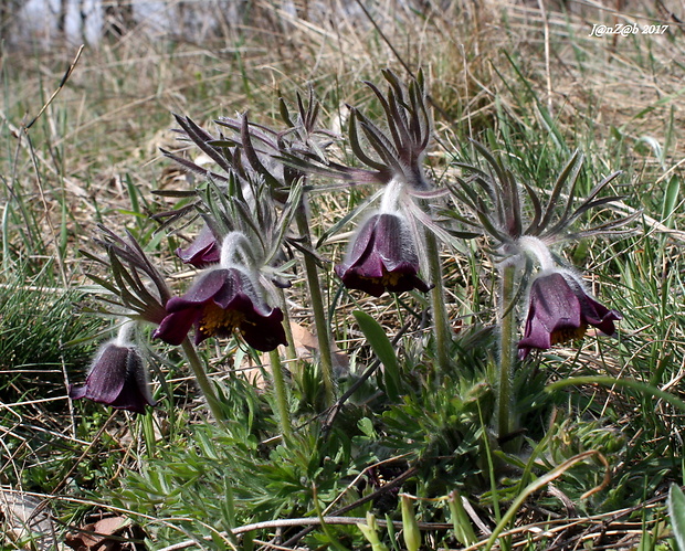 poniklec lúčny český Pulsatilla pratensis subsp. bohemica Skalický