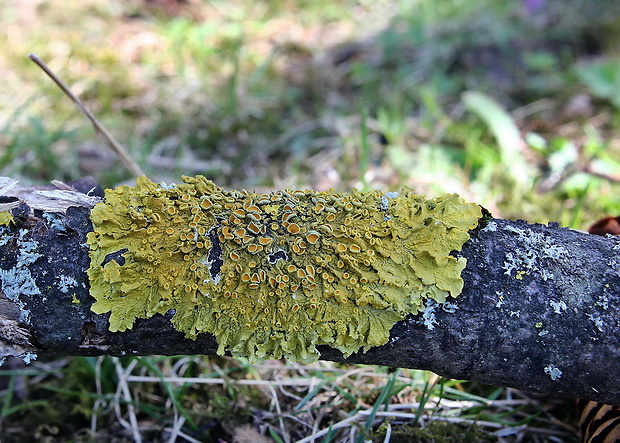 diskovník múrový Xanthoria parietina var. parietina