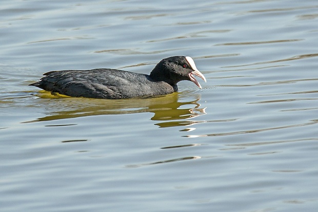 lyska čierna  Fulica atra