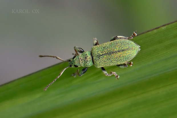 šupináčik zlatozelený Phyllobius argentatus