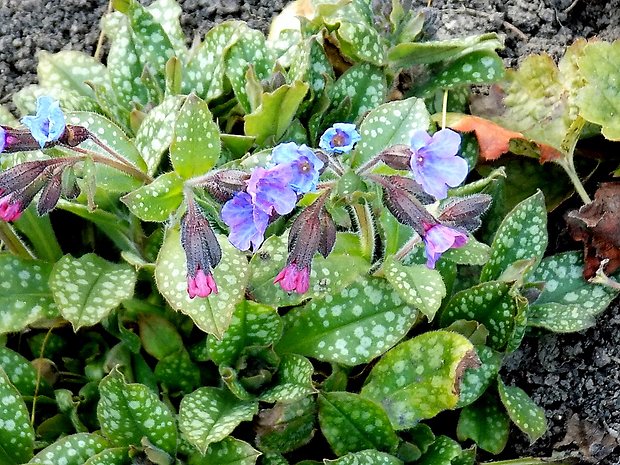 pľúcnik lekársky Pulmonaria officinalis L.