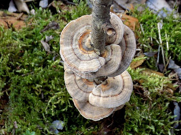 trúdnikovec pestrý Trametes versicolor (L.) Lloyd