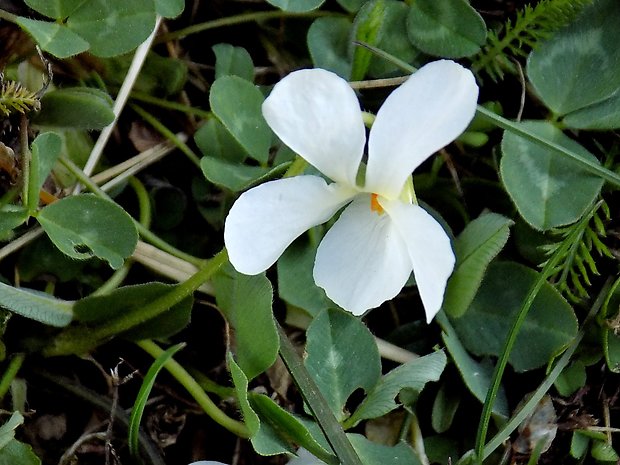 fialka voňavá Viola odorata L.