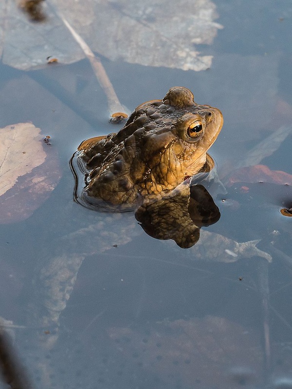 ropucha obyčajná Bufo bufo