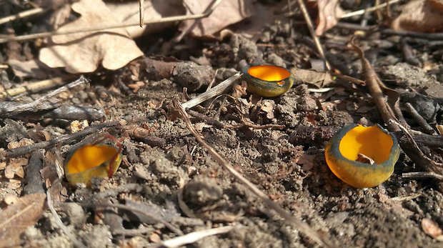 pohárovka ohnivá Caloscypha fulgens (Pers.) Boud.