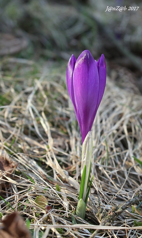 šafran karpatský Crocus heuffelianus Herb.