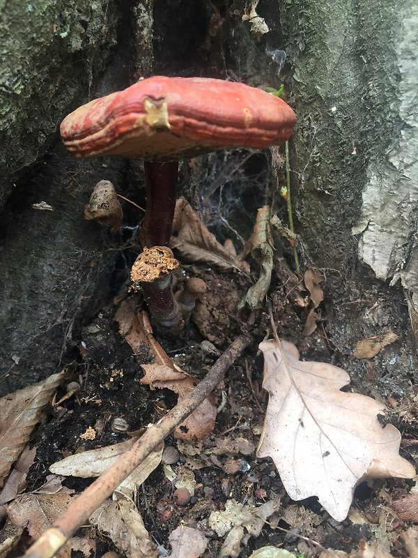 lesklokôrovka obyčajná Ganoderma lucidum (Curtis) P. Karst.