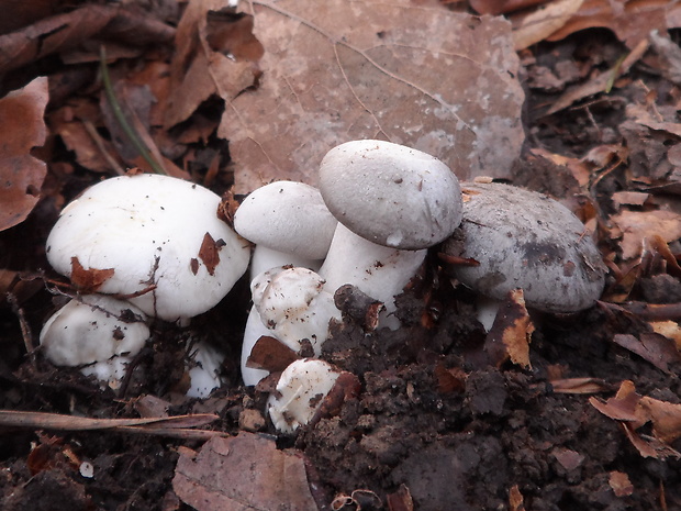 šťavnačka marcová Hygrophorus marzuolus (Fr.) Bres.