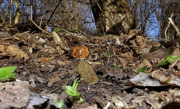 smrčkovec český + ušiak obrovský Verpa bohemica + Gyromitra gigas (Krombh.) J. Schröt.