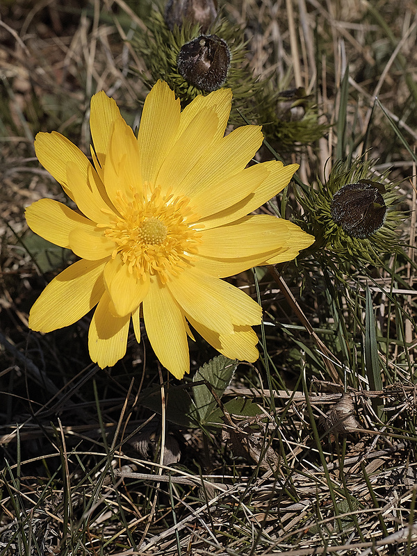 hlaváčik jarný Adonis vernalis L.