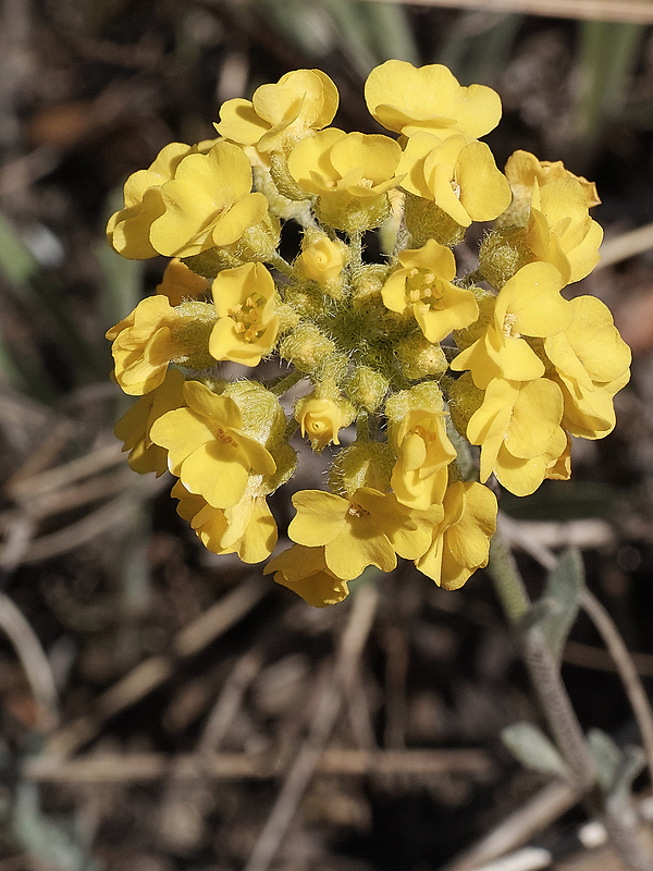 tarica kopcová pravá Alyssum montanum subsp. montanum L.