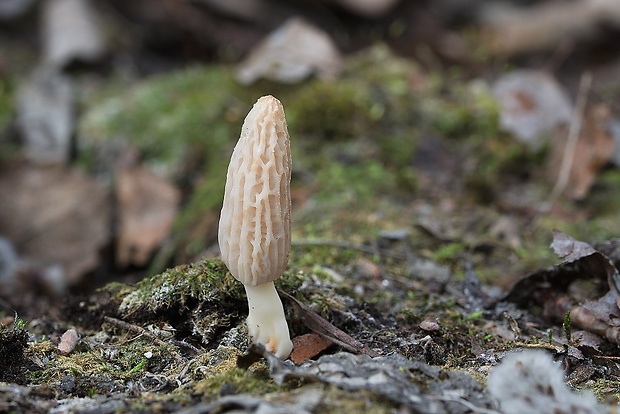 smrčok kužeľovitý Morchella conica Pers.