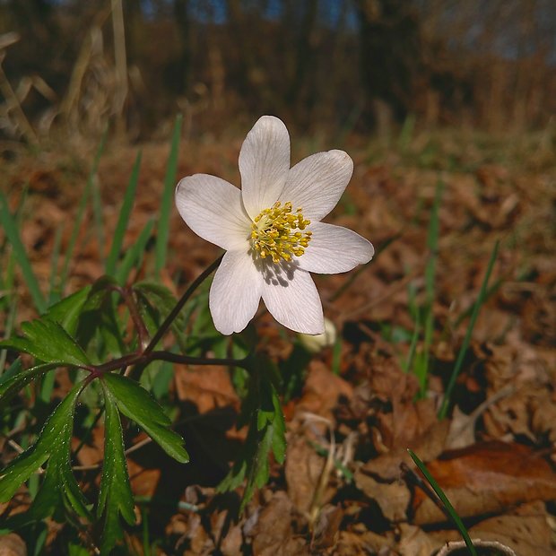 veternica hájna Anemone nemorosa L.