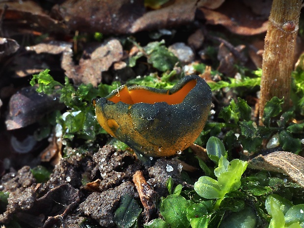 pohárovka ohnivá Caloscypha fulgens (Pers.) Boud.