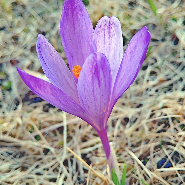 šafran spišský Crocus discolor G. Reuss