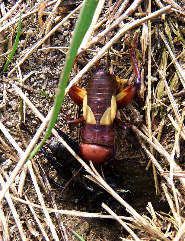 cvrček poľný Gryllus campestris