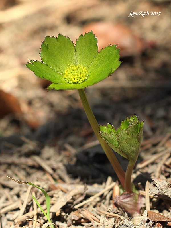 hviezdnatec čemericový Hacquetia epipactis (Scop.) DC.