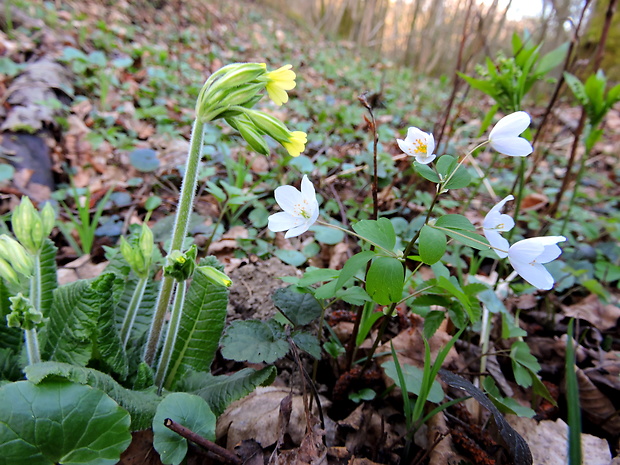 veterník žltuškovitý Isopyrum thalictroides L.